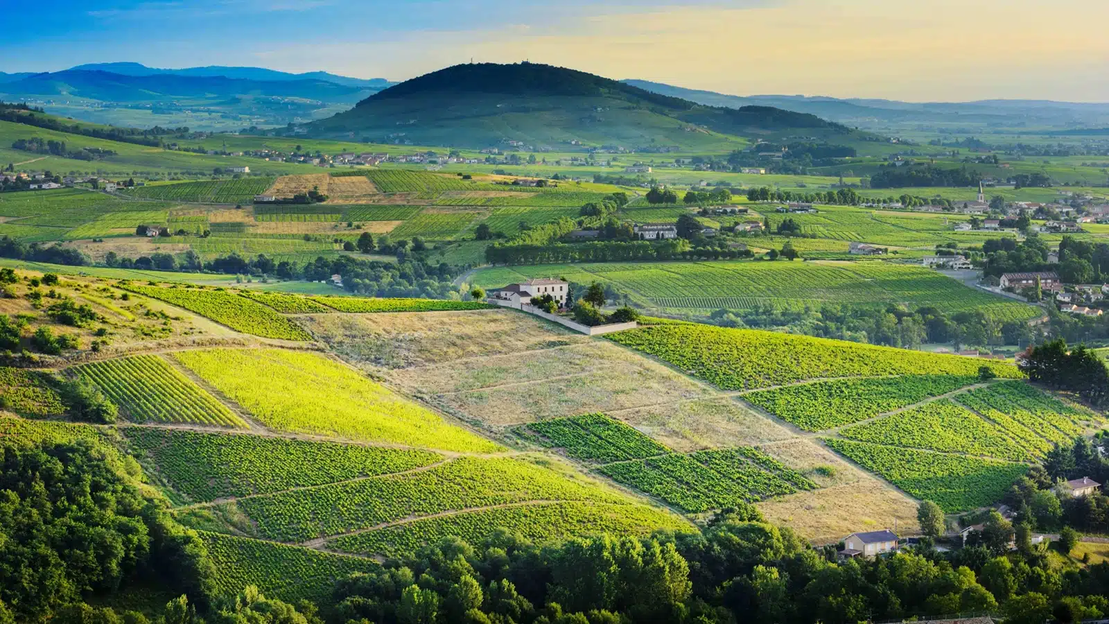 côte de brouilly