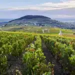 côte de brouilly