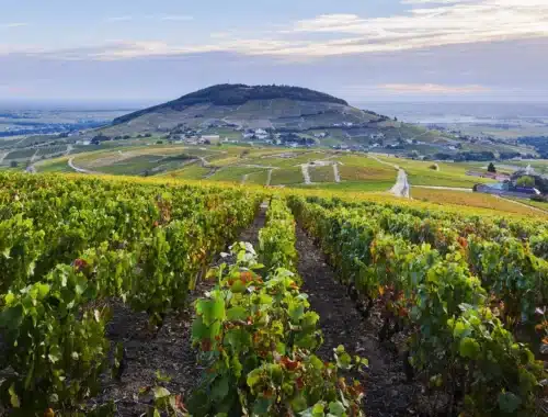 côte de brouilly
