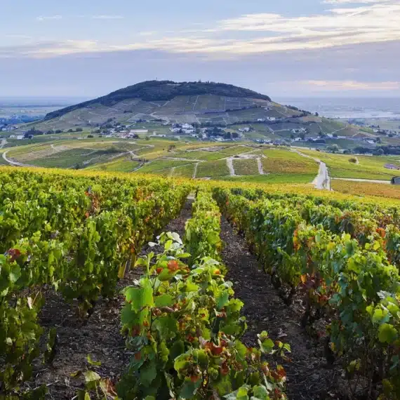 côte de brouilly