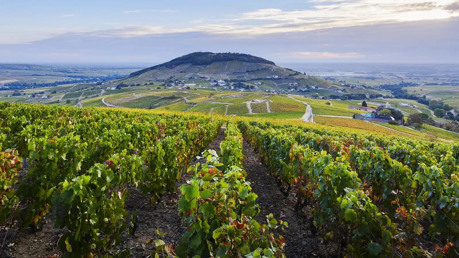 côte de brouilly
