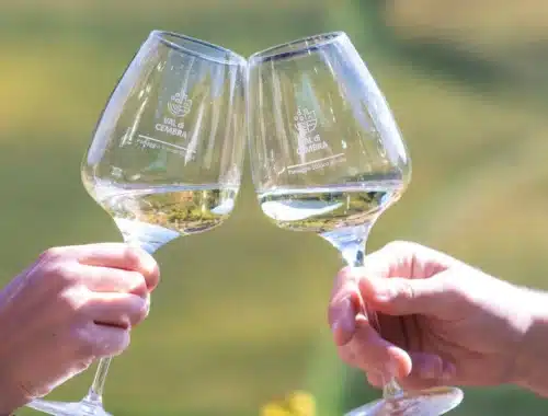 muller thurgau