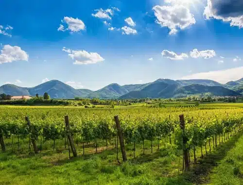 colli euganei
