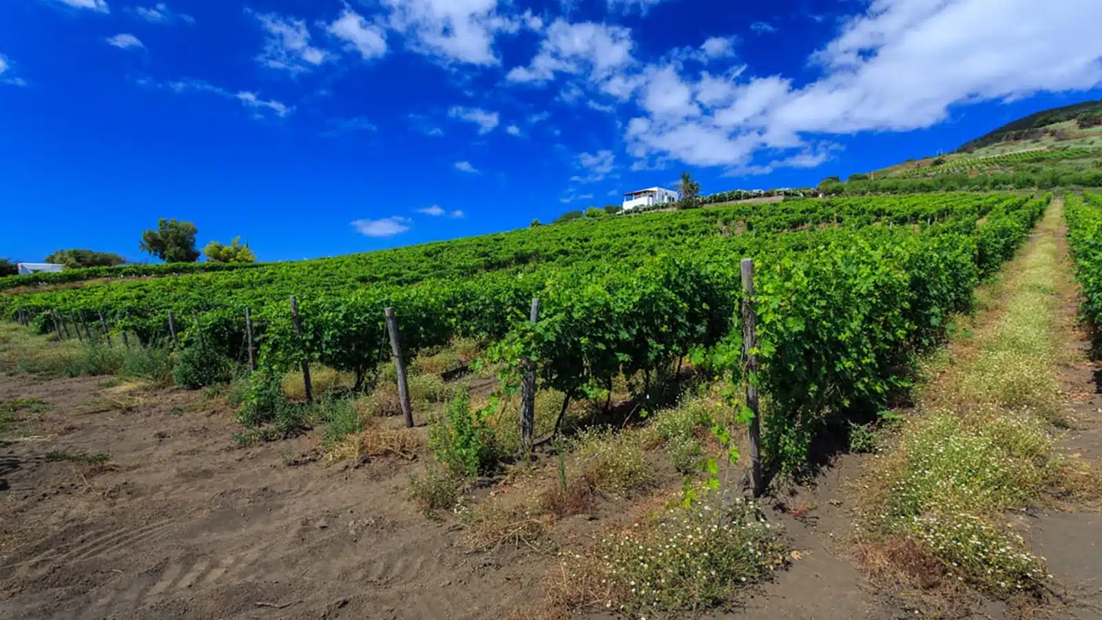 consorzio malvasia lipari