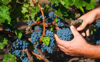 vendemmia 2026