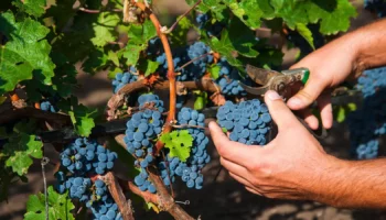 vendemmia 2026