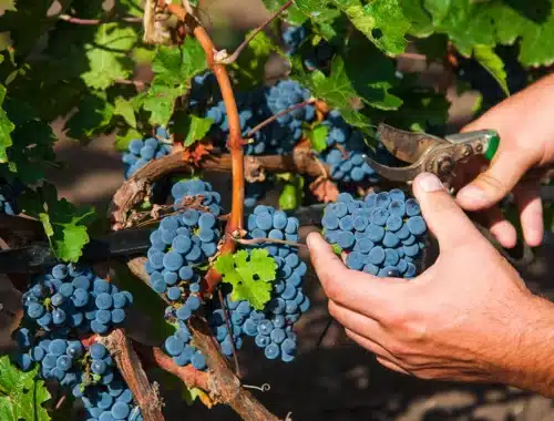vendemmia 2026