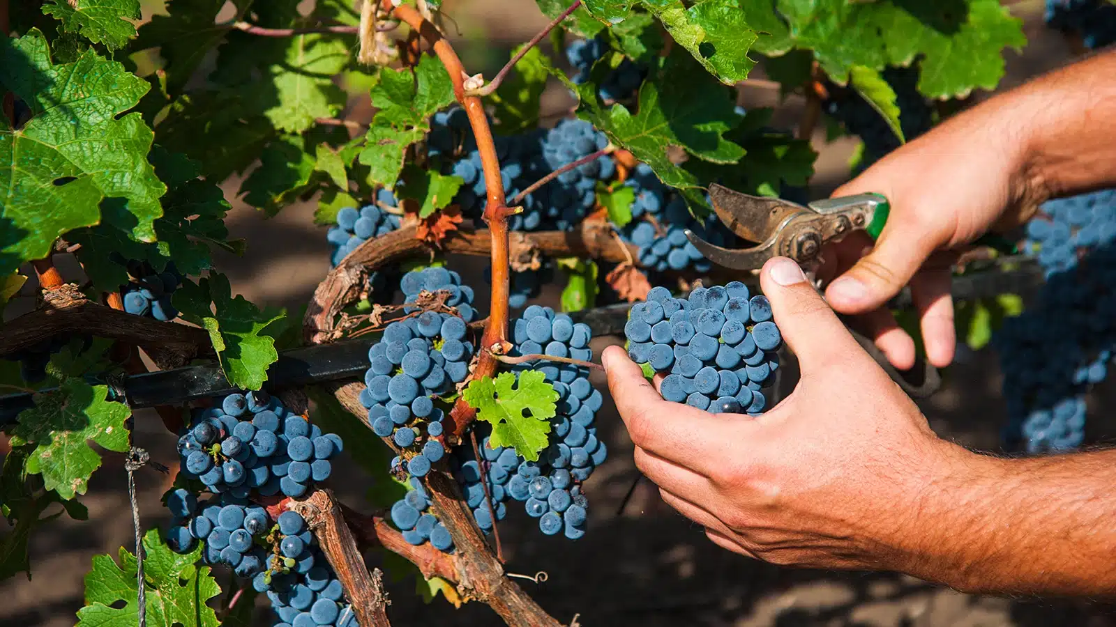 vendemmia 2026