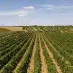 cantine settesoli