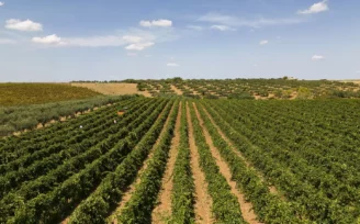 cantine settesoli