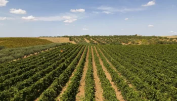 cantine settesoli
