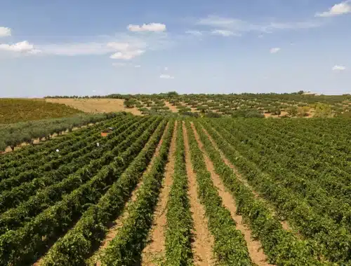cantine settesoli