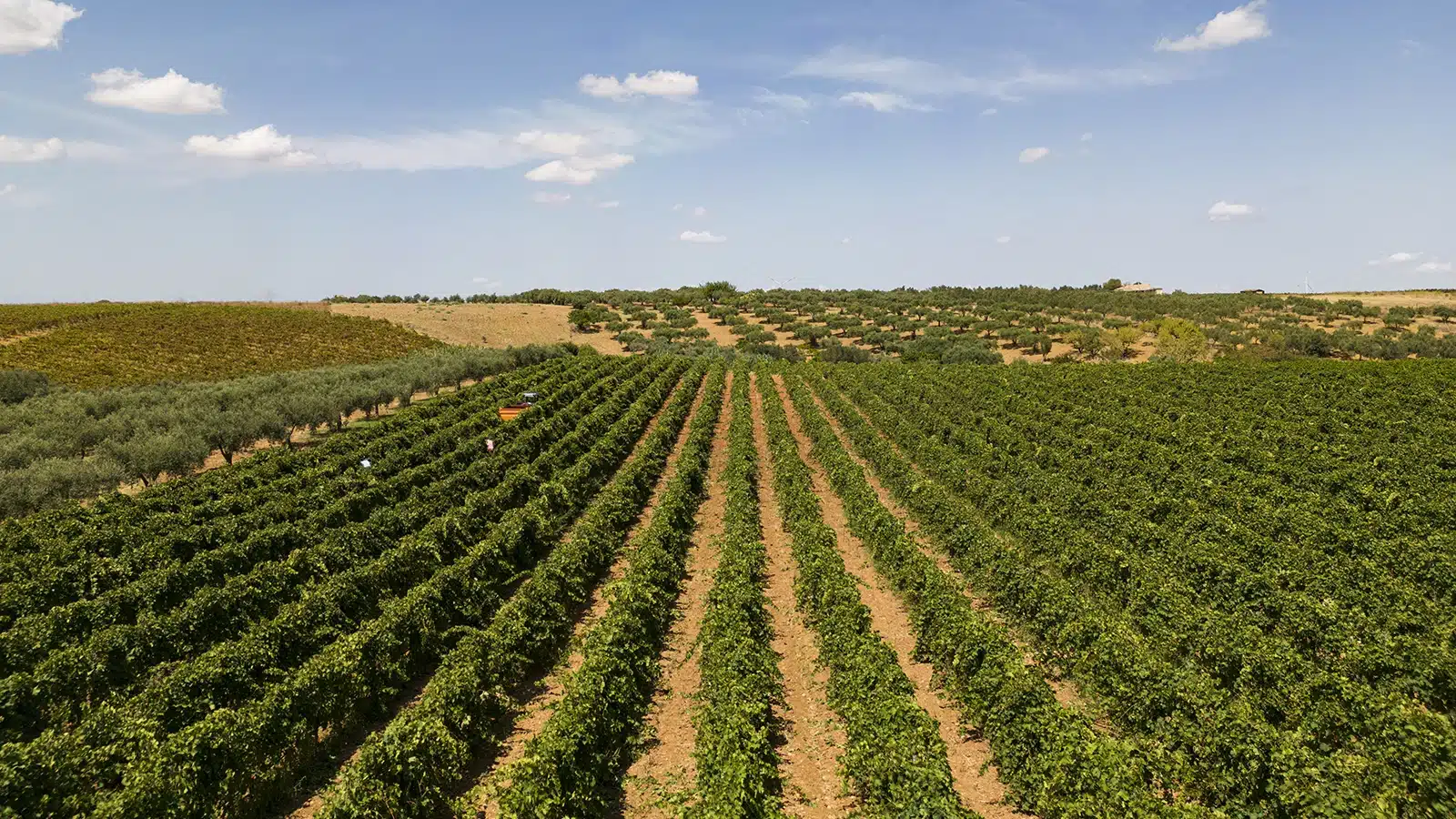 cantine settesoli