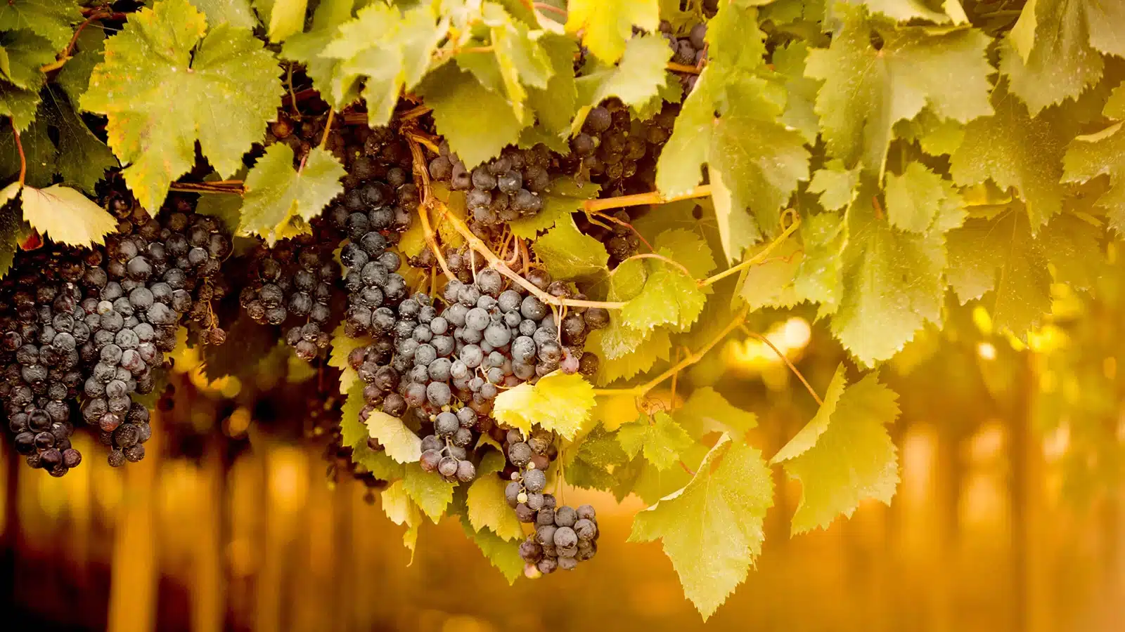 vendemmia abruzzo