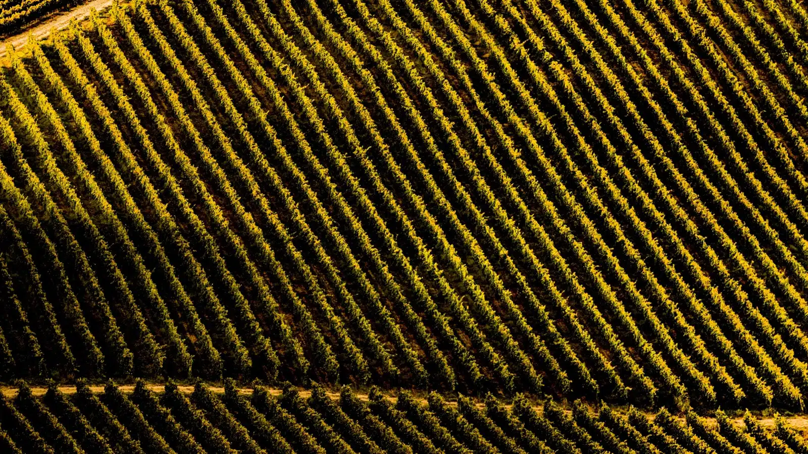 vendemmia abruzzo