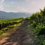vendemmia abruzzo