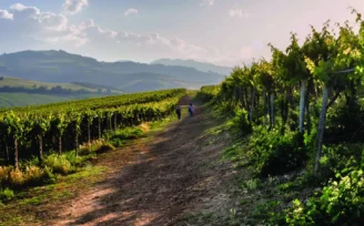 vendemmia abruzzo