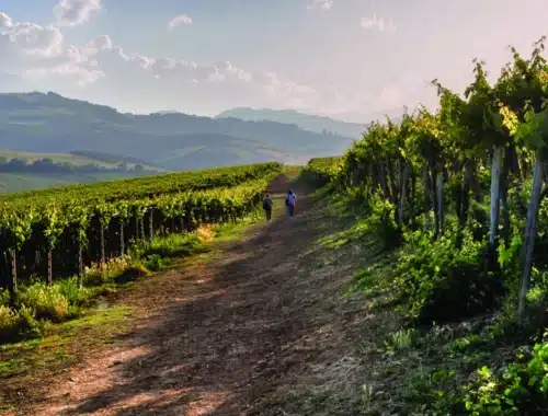 vendemmia abruzzo