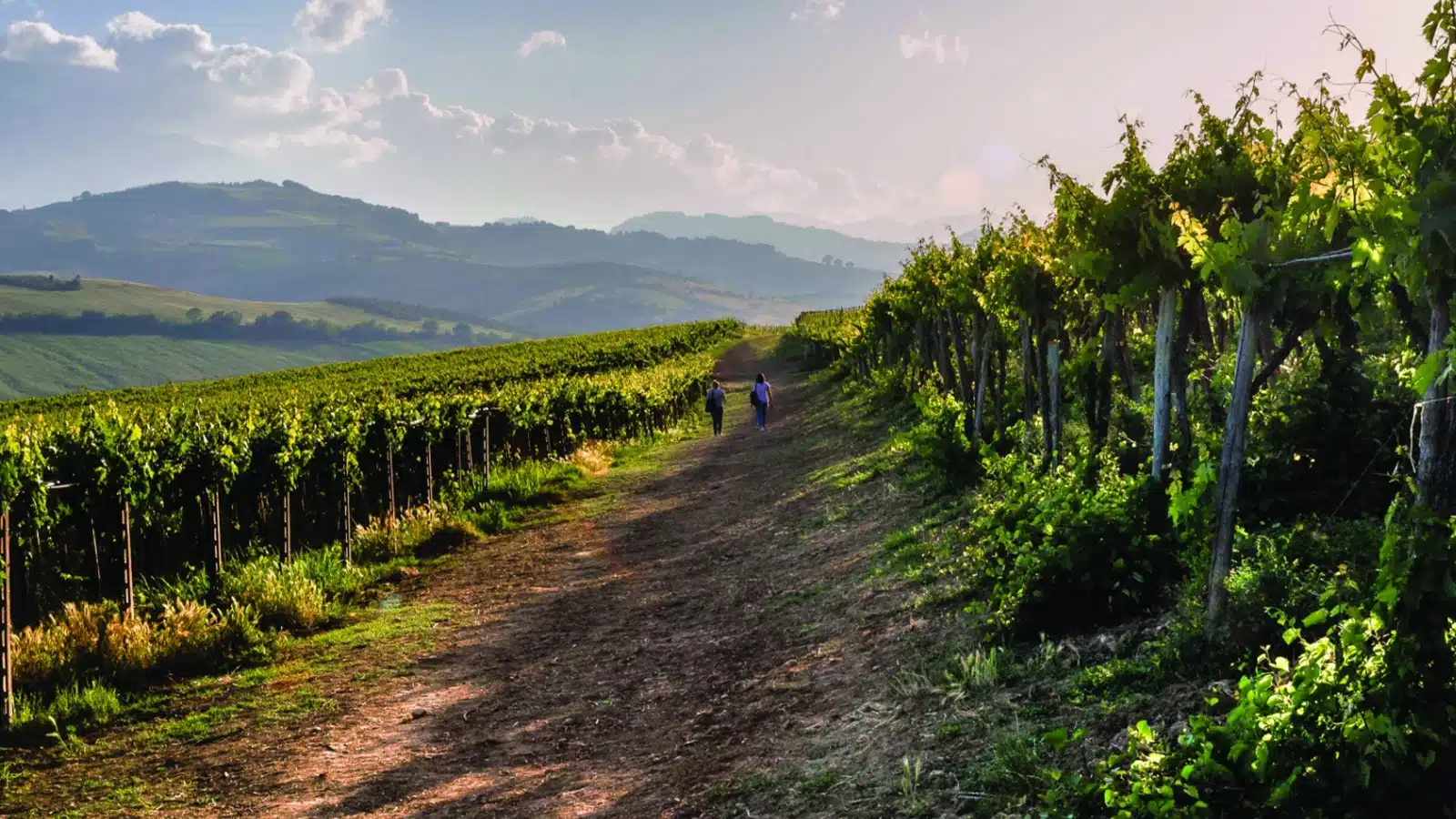 vendemmia abruzzo