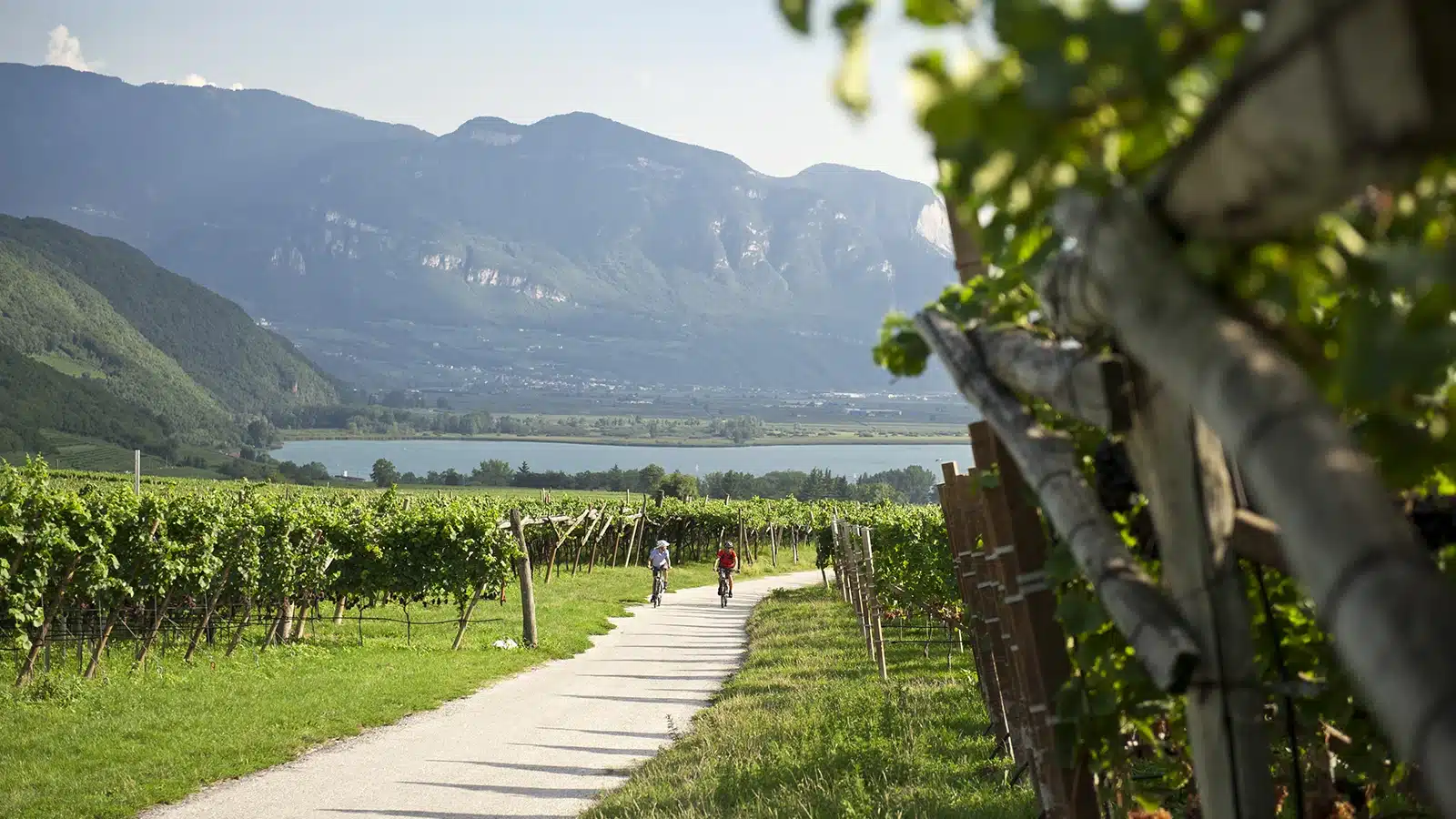 consorzio alto adige