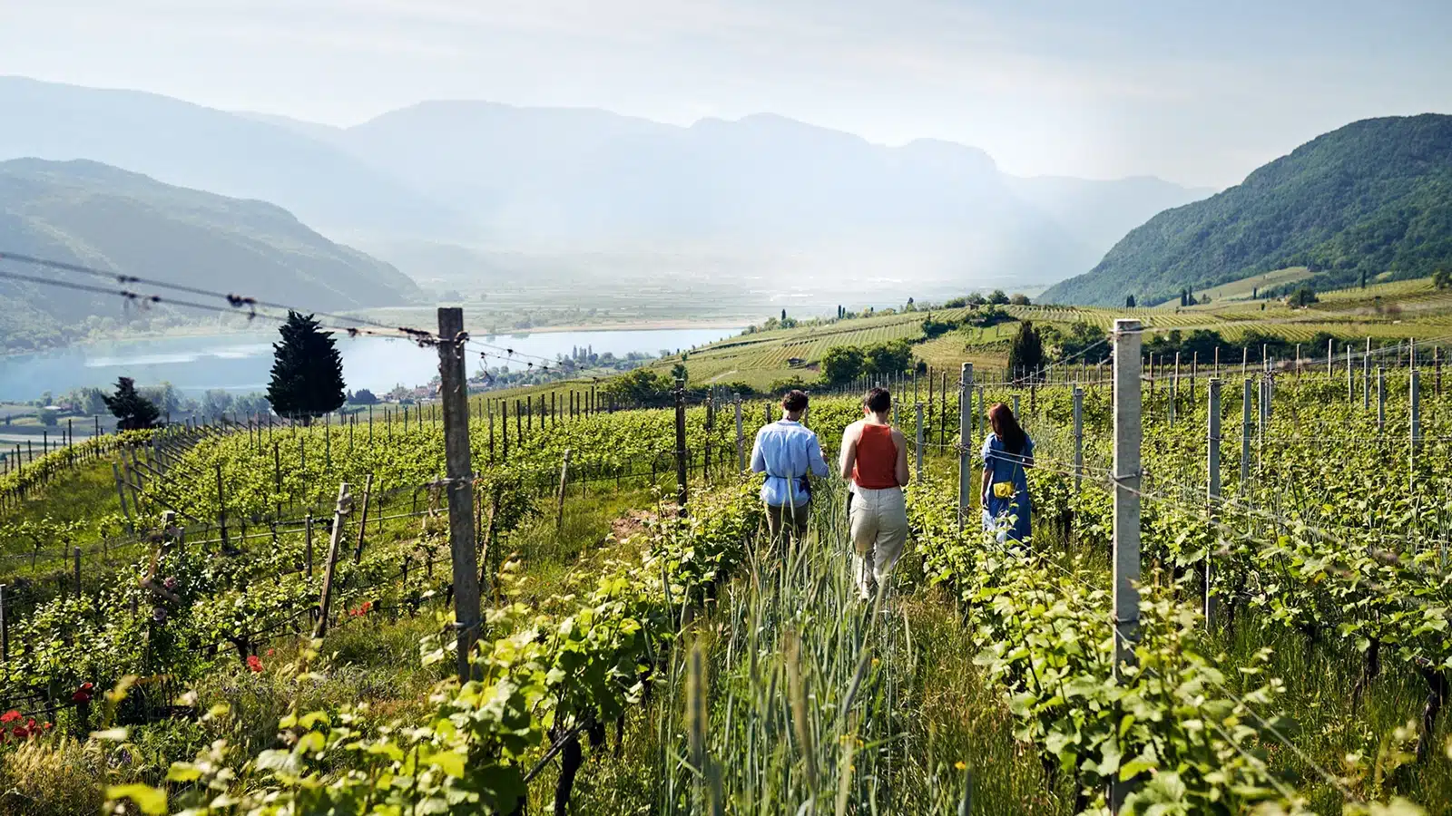 vini alto adige