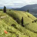 vini alto adige