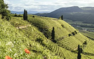 vini alto adige