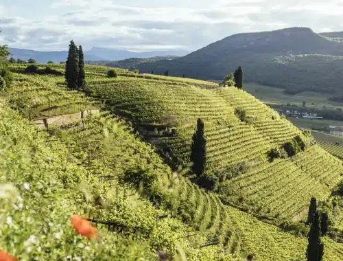vini alto adige