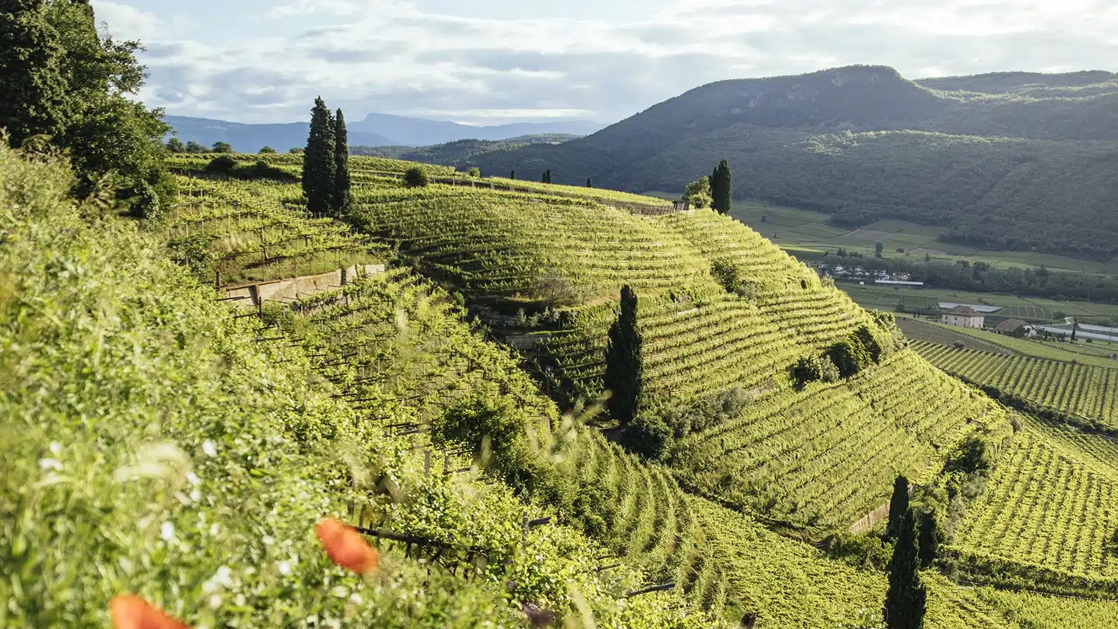 vini alto adige