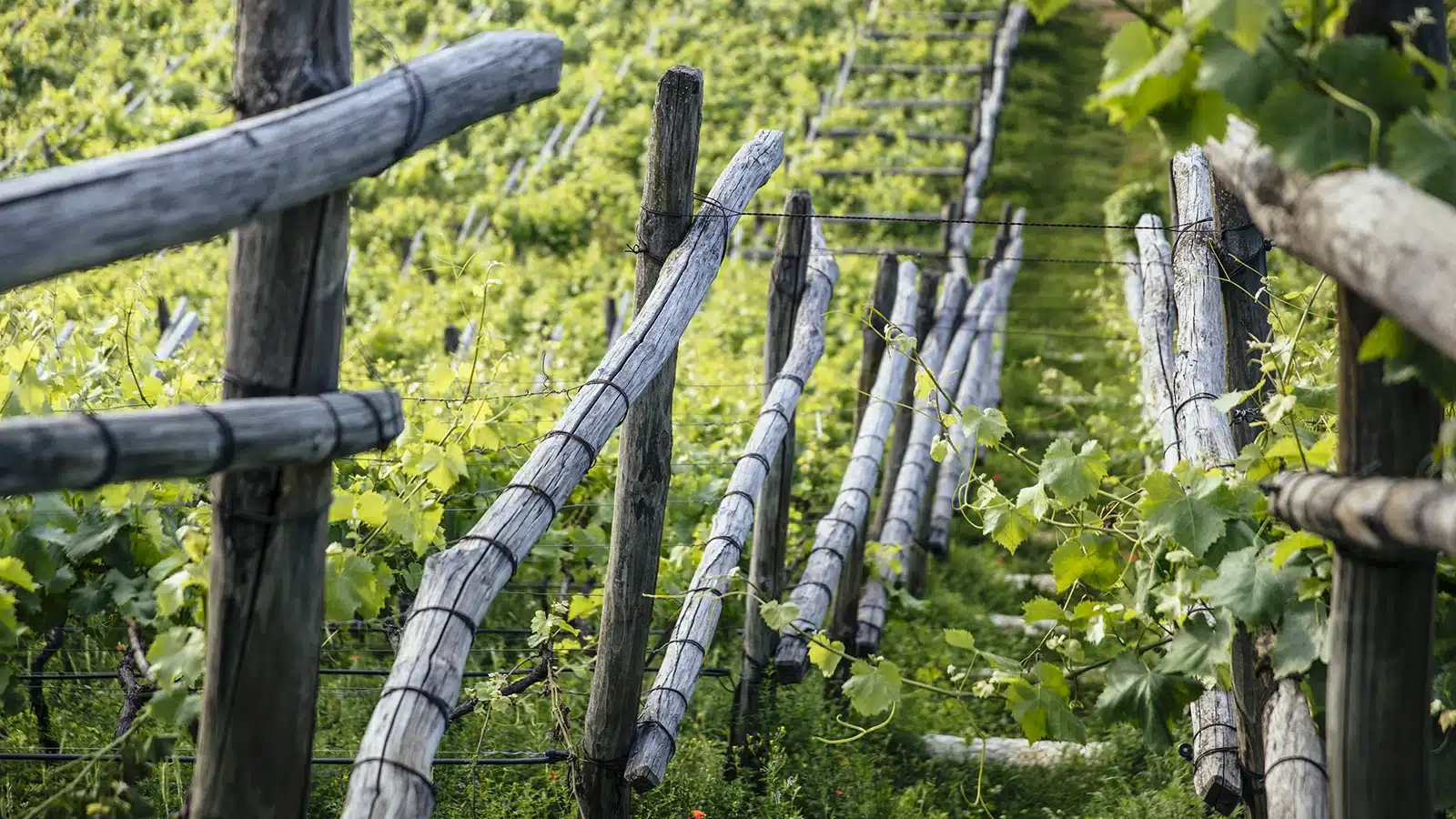 vini alto adige