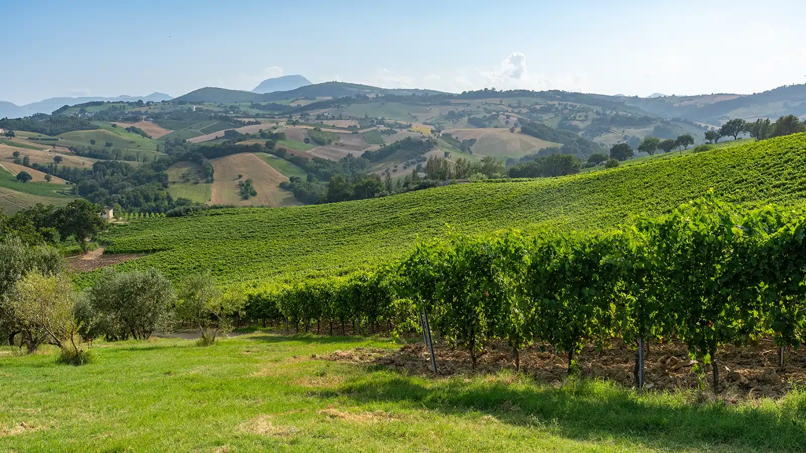 imt verdicchio