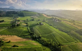imt verdicchio