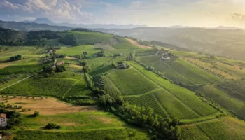 imt verdicchio