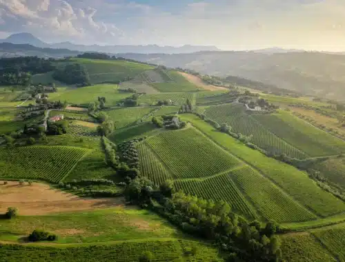 imt verdicchio