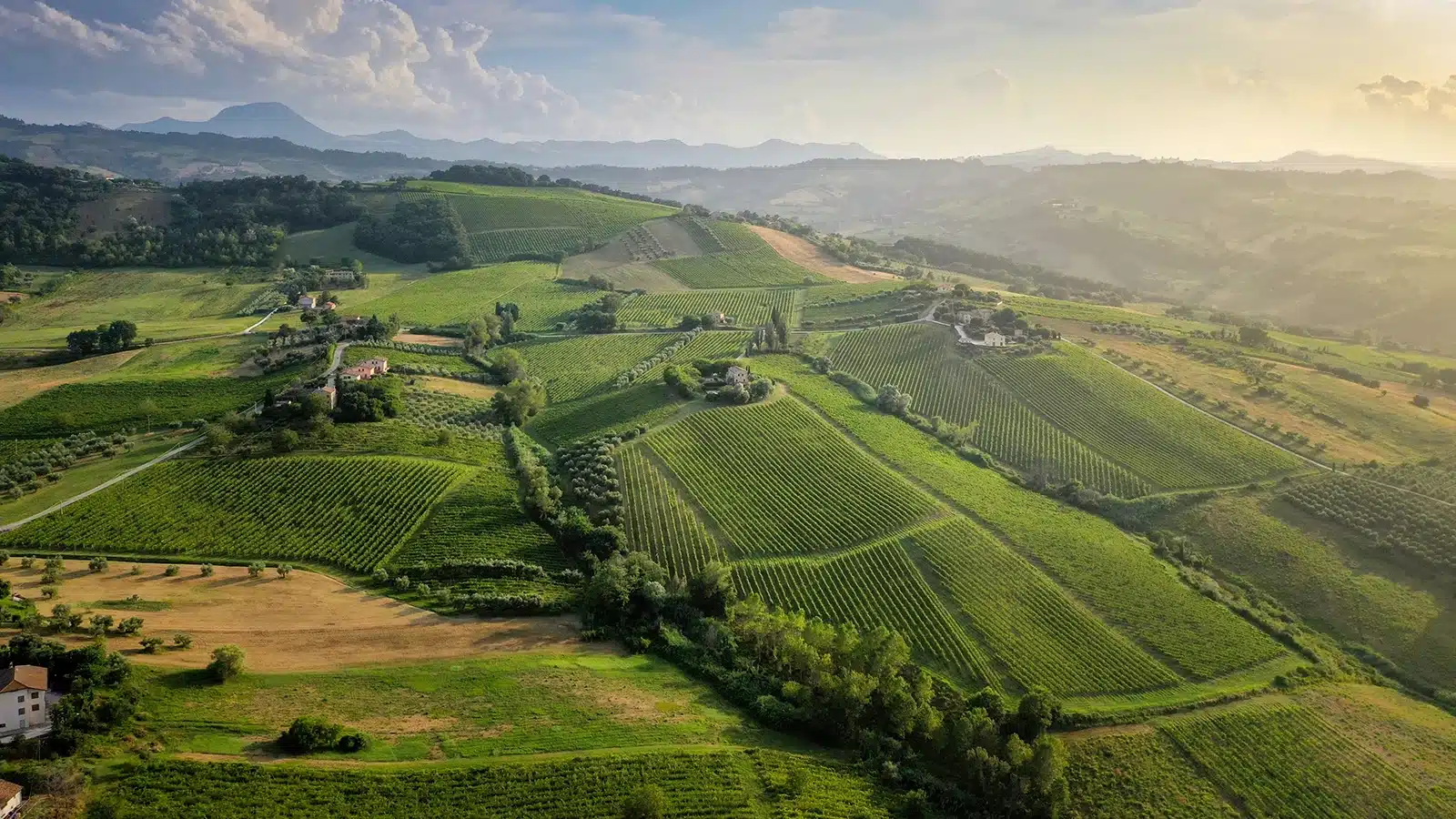 imt verdicchio