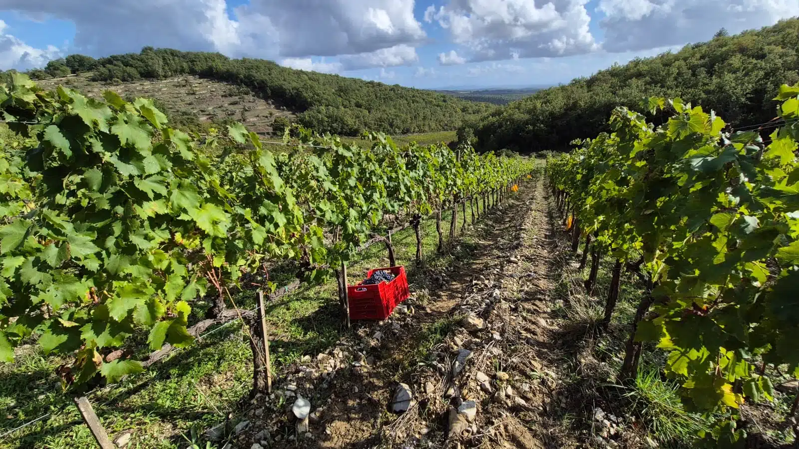 vendemmia anticipata