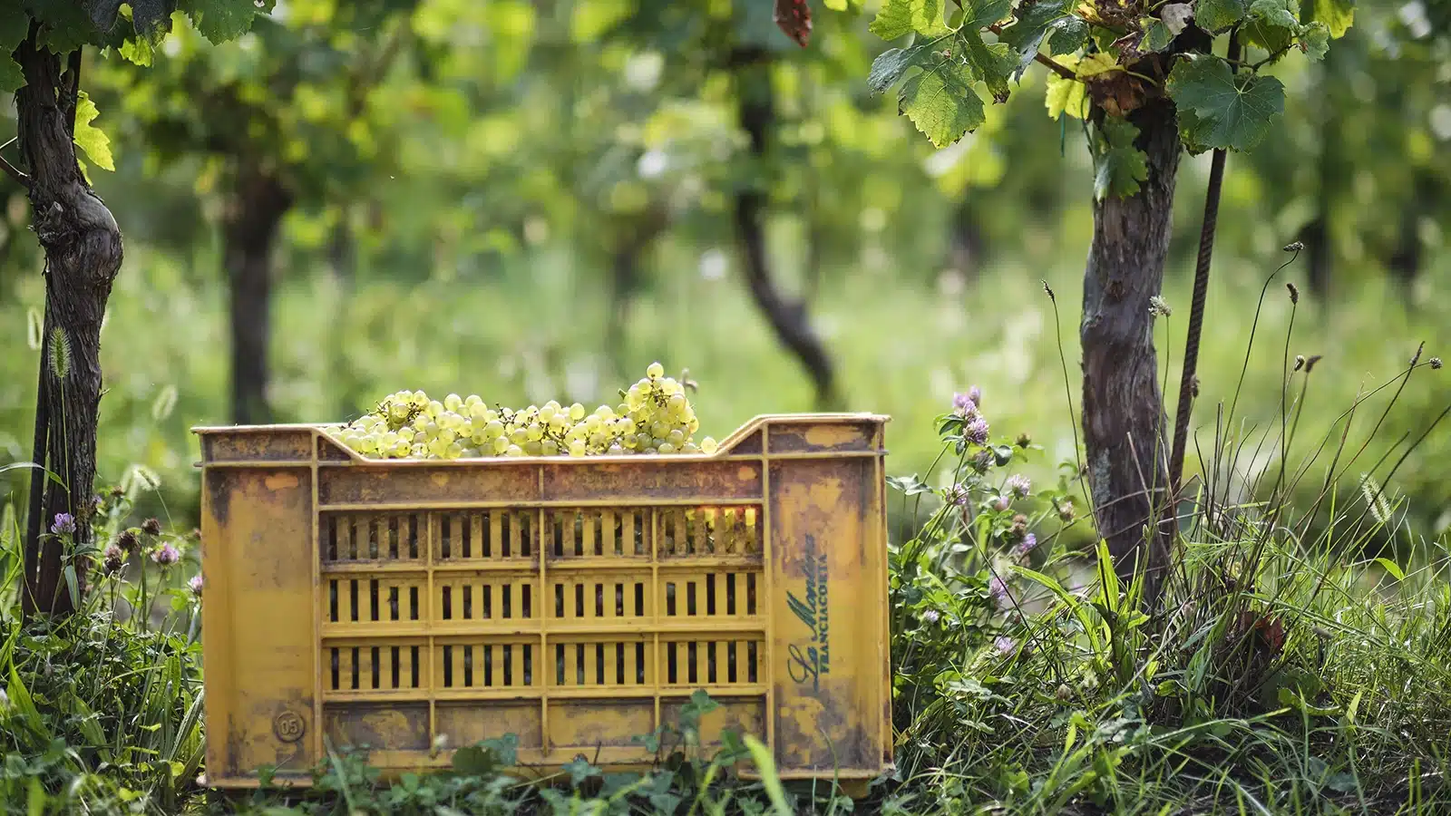 vendemmia anticipata