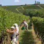 vendemmia anticipata