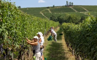 vendemmia anticipata