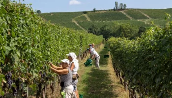vendemmia anticipata
