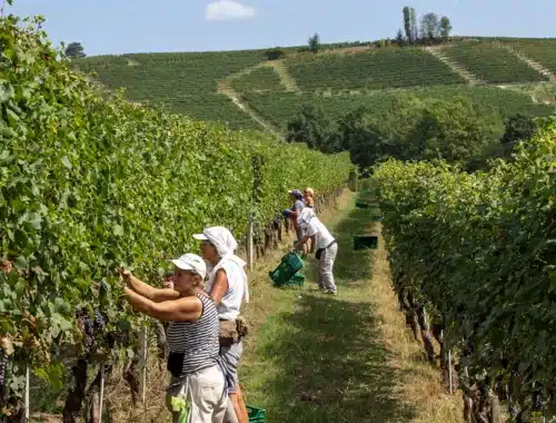vendemmia anticipata