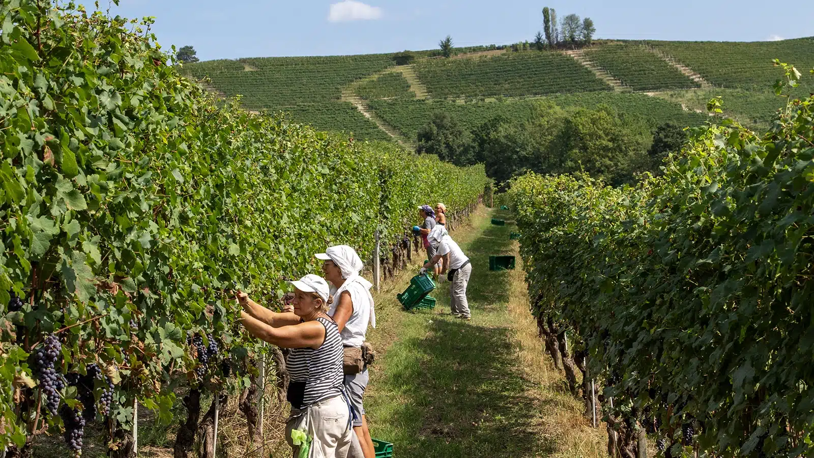 vendemmia anticipata