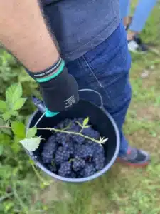vendemmia turistica friuli