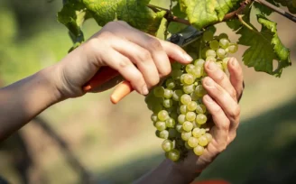vendemmia turistica friuli