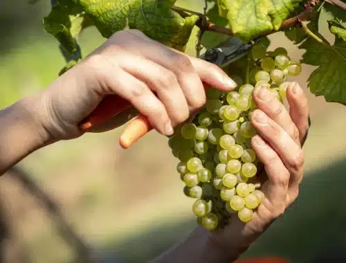 vendemmia turistica friuli
