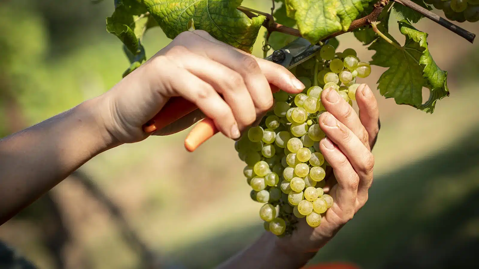 vendemmia turistica friuli