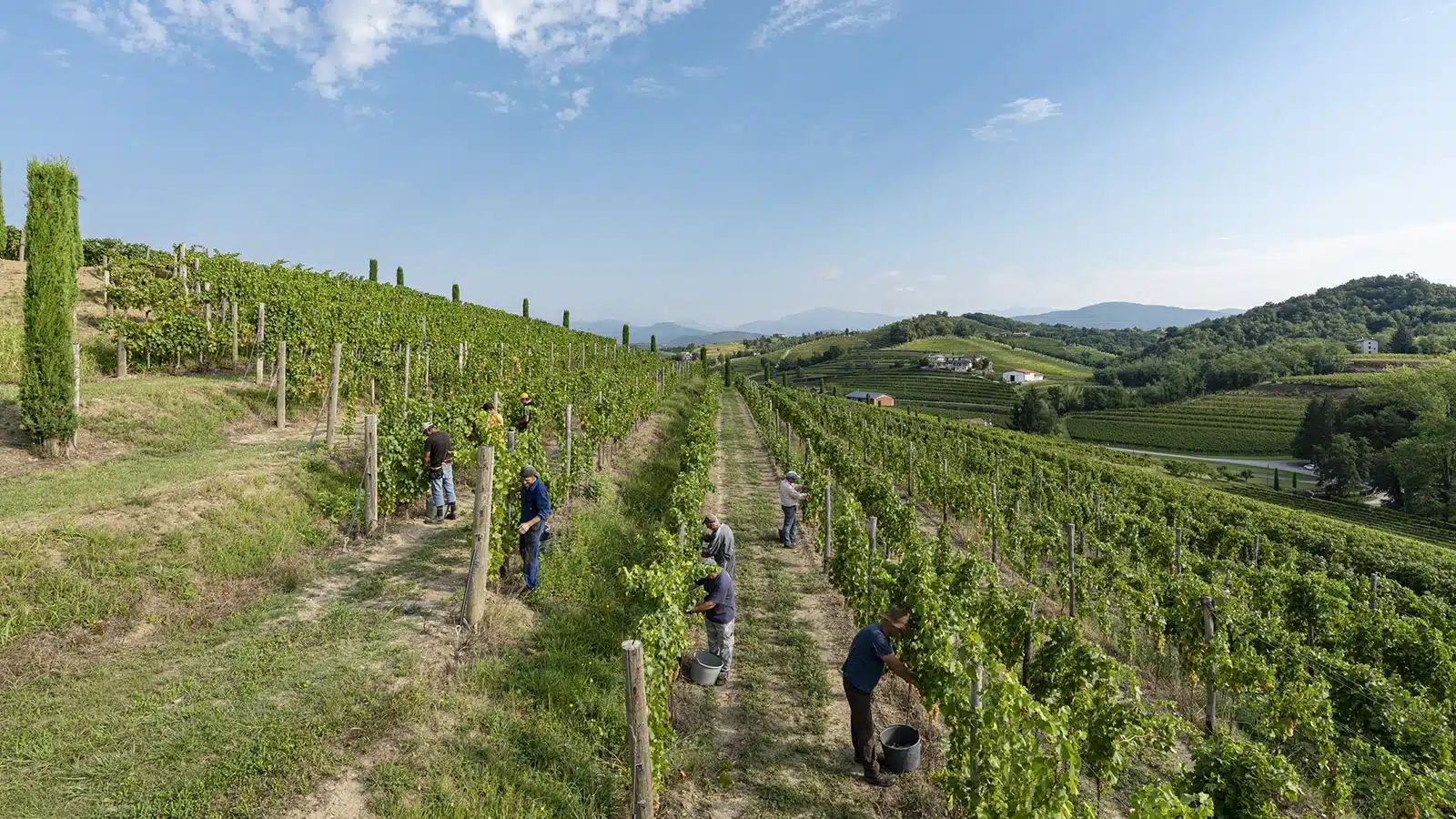 vendemmia turistica friuli