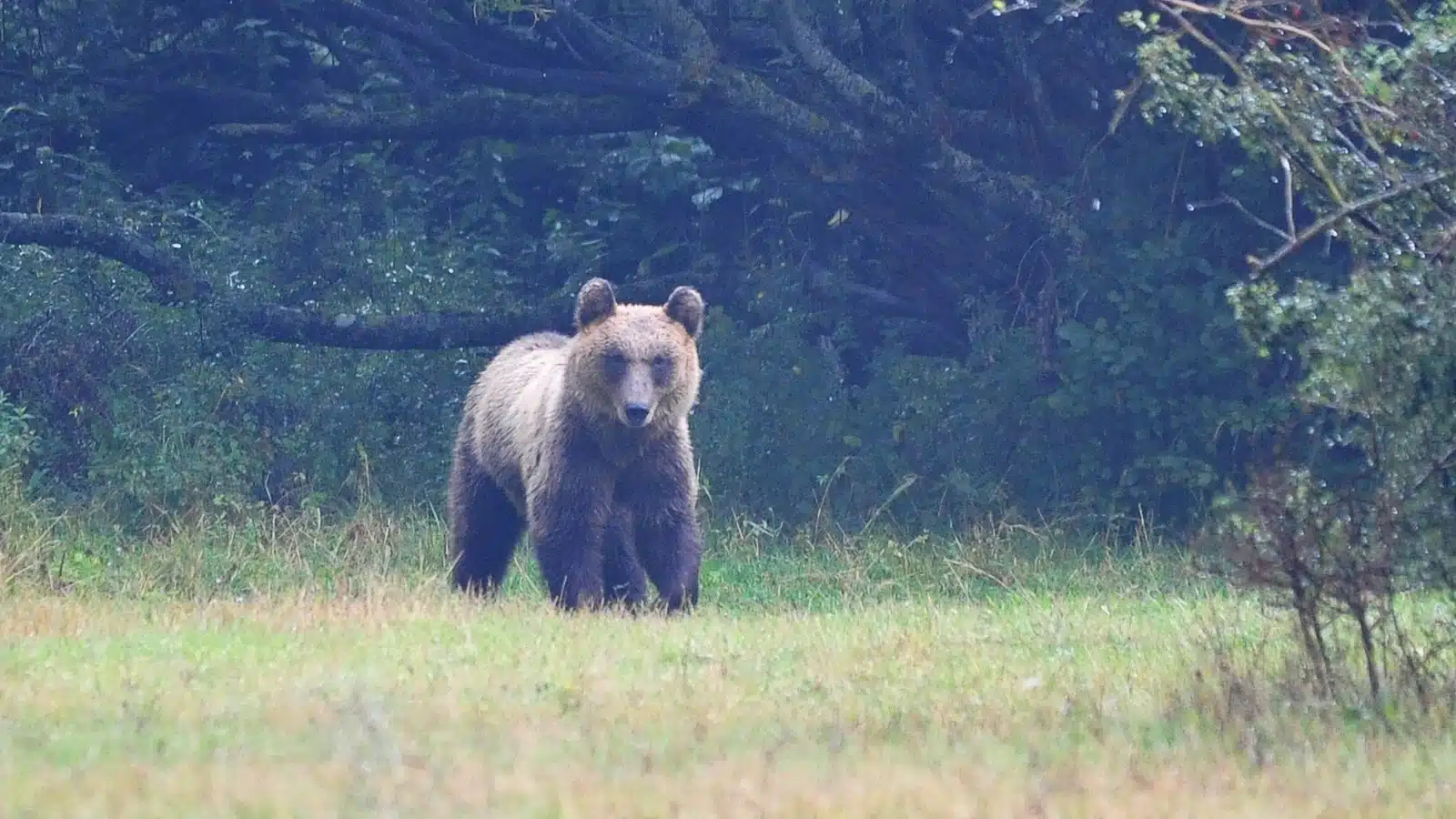 orso bruno marsicano