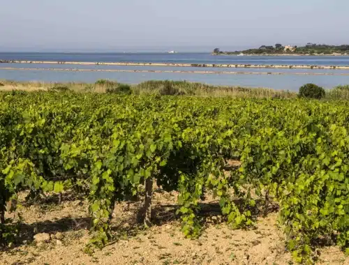 doc sicilia academy