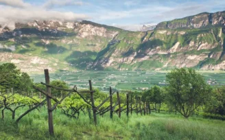 vini trentino